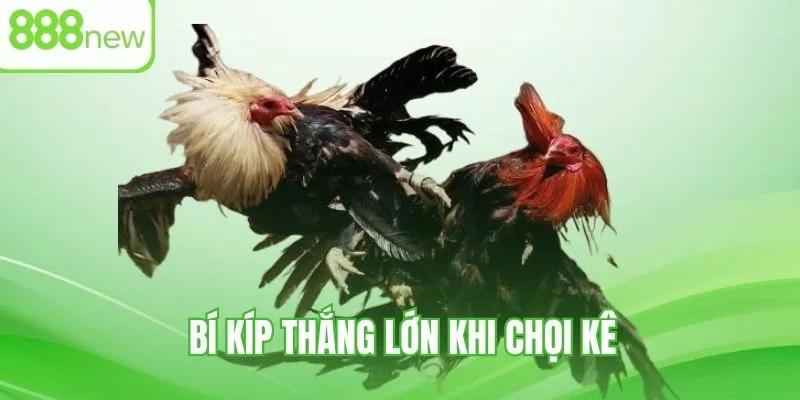 Chiến thuật thắng lớn khi áp dụng luật chơi đá gà cựa sắt