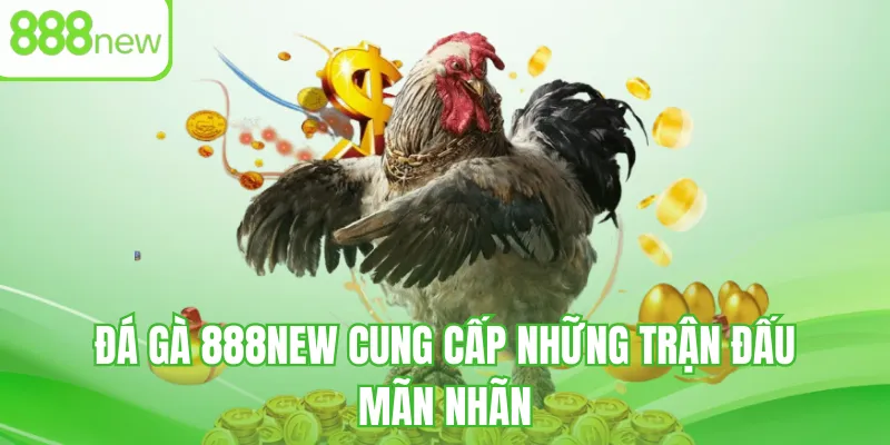 Đá gà 888NEW cung cấp những trận đấu mãn nhãn
