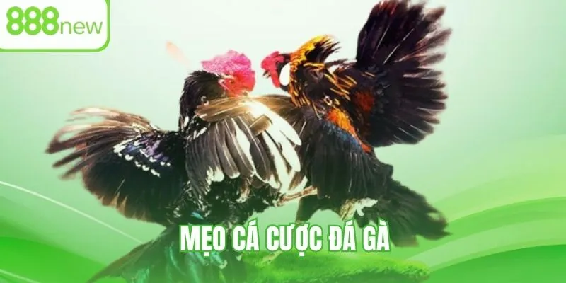 Mẹo hay thắng cược chọi gà dễ dàng