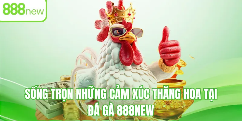 Sống trọn những cảm xúc thăng hoa tại đá gà 888NEW